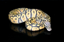 Pastel ghost 10/21