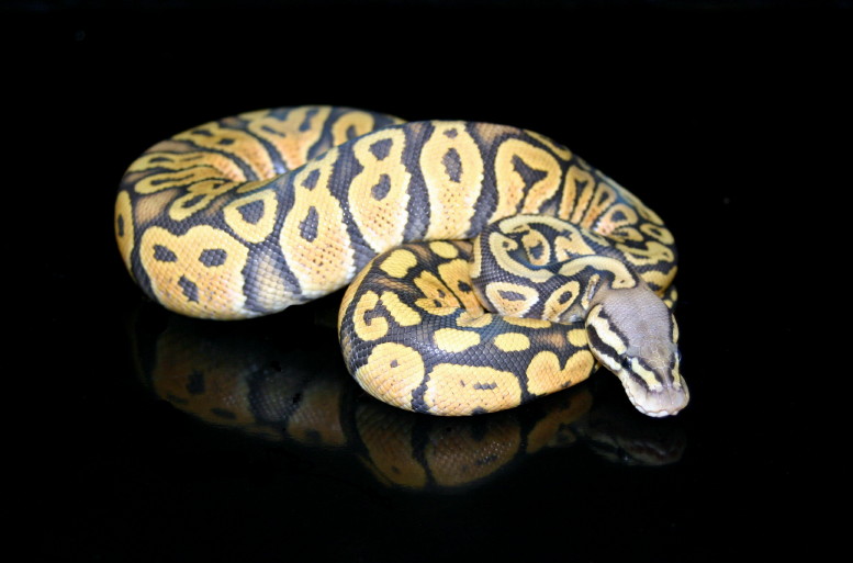 Pastel ghost 10/21