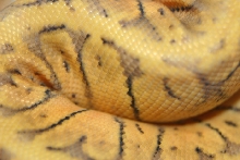 Super Lemon Blast