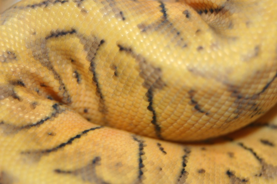 Super Lemon Blast