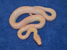 Albino Brazilian Newborn Day 1
