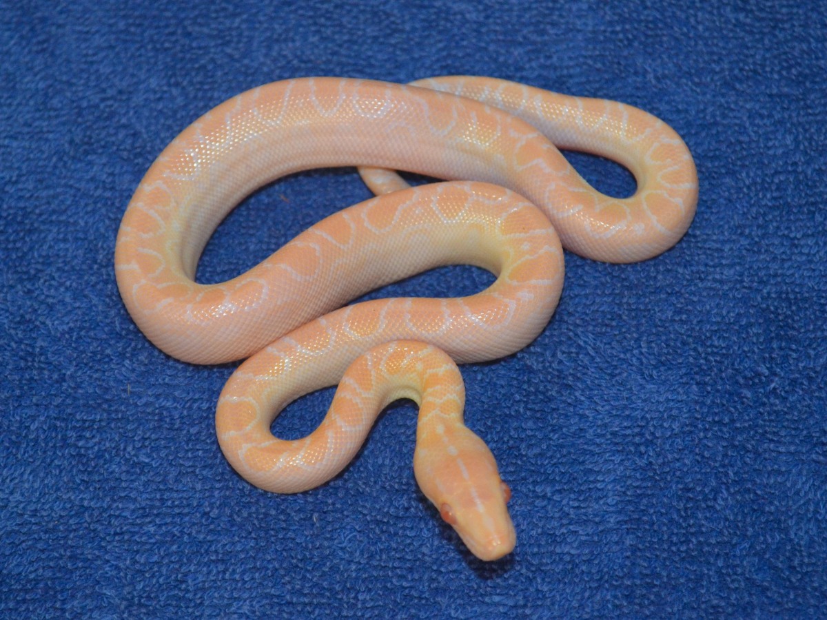 Albino Brazilian Newborn Day 1