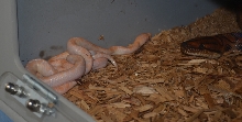 First Albino Brazilian Rainbow Boas Born