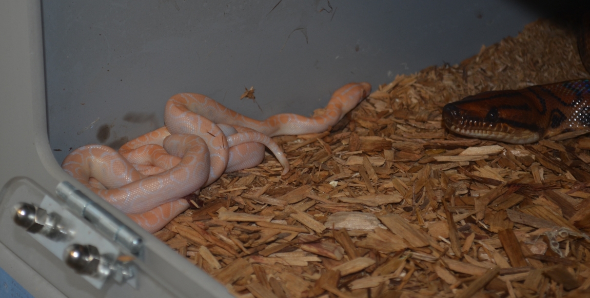 First Albino Brazilian Rainbow Boas Born
