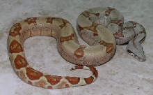 hypo het T
