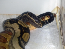 motley X poss super hypo p1
