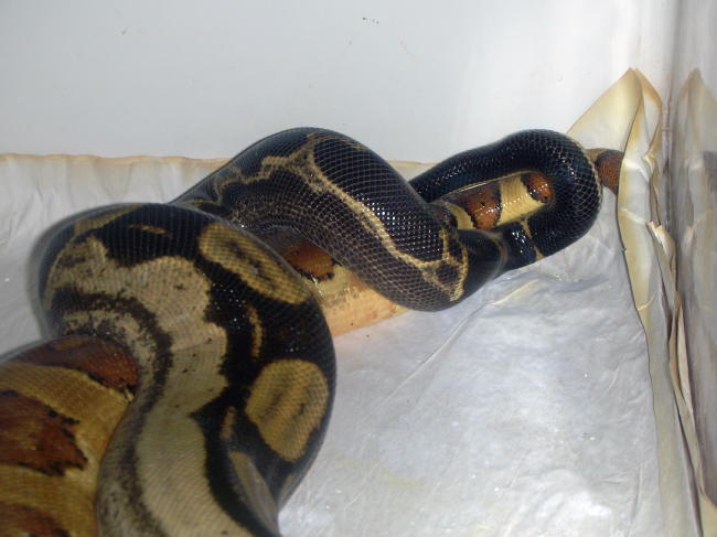 motley X poss super hypo p1