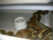motley X poss super hypo p2