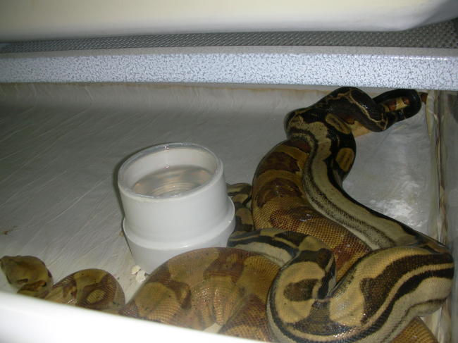 motley X poss super hypo p2