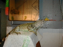 Ozzy2