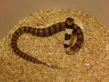 Coral Cobra 1