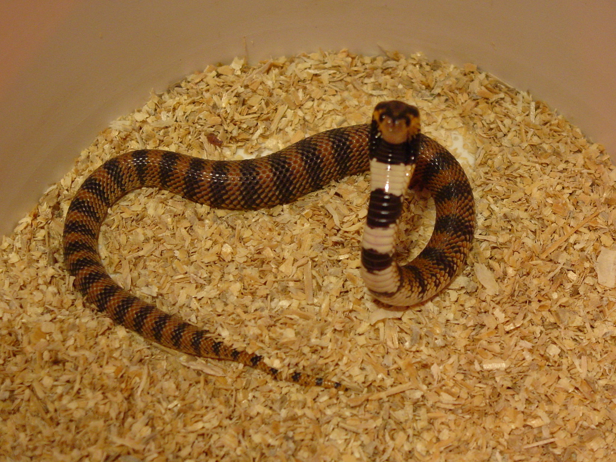 Coral Cobra 1