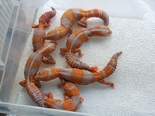 Amel fattail group shot