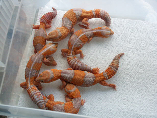 Amel fattail group shot
