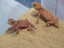 N. amyae babies