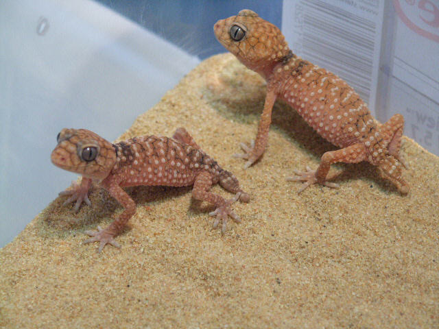 N. amyae babies