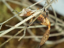 Female U. phantasticus