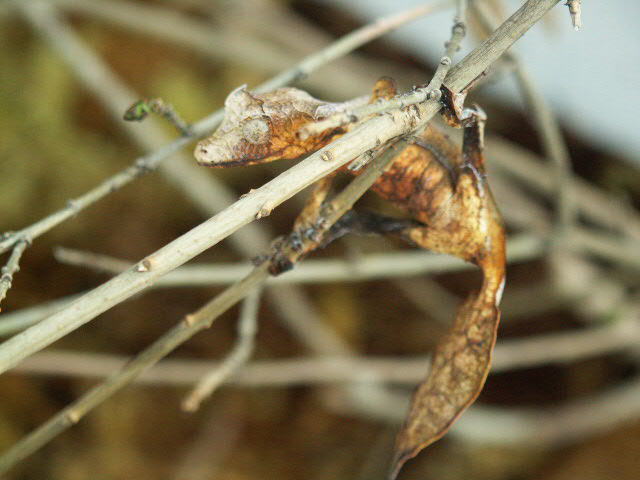 Female U. phantasticus