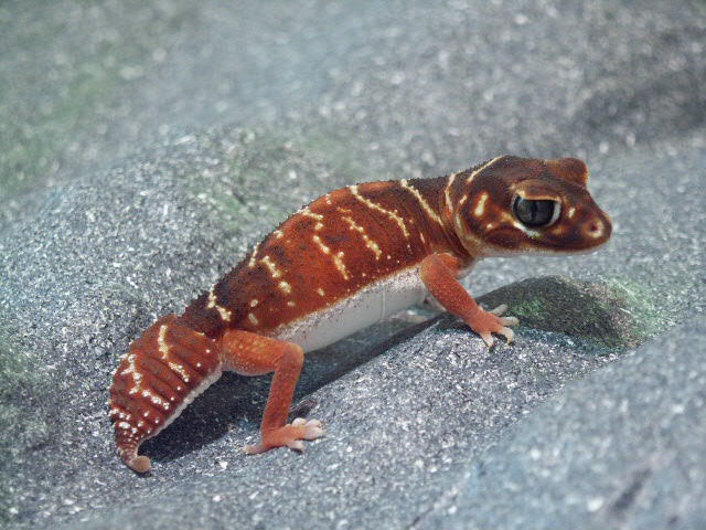 Female N. levis levis