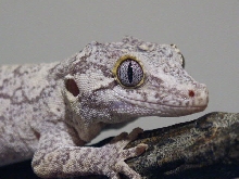 Female Gargoyle