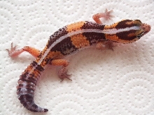 Het amel Striped Fat tail