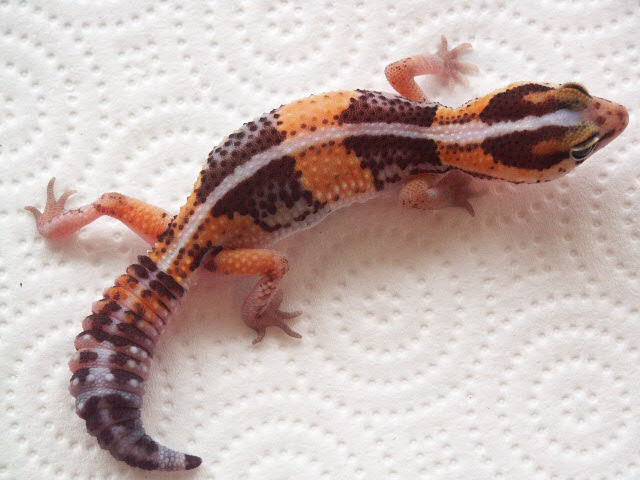 Het amel Striped Fat tail