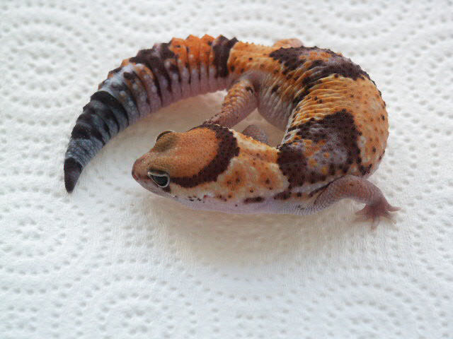 Het Amel Female Fat-tail Gecko