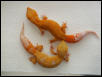 Pair of Hybinos