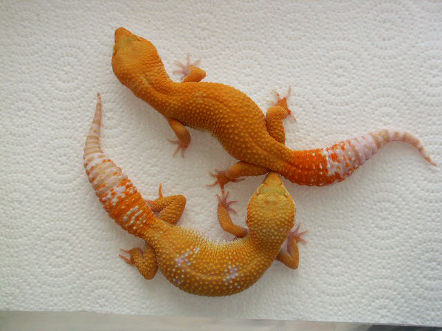 Pair of Hybinos
