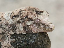 Male R. chahoua closeup