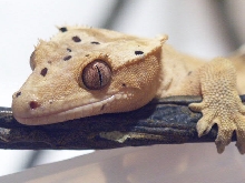 Male Cresty close-up