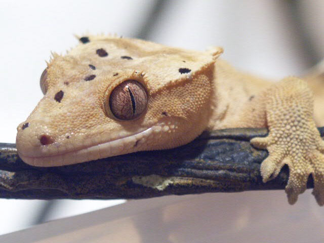 Male Cresty close-up