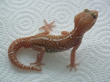Male xanthic Pictus