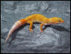 Updated Pic of Hybino