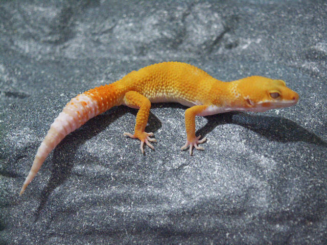 Updated Pic of Hybino