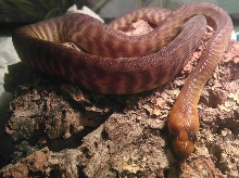 woma python