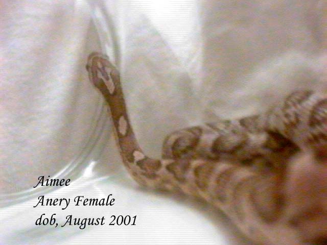 Aimee, Anery female