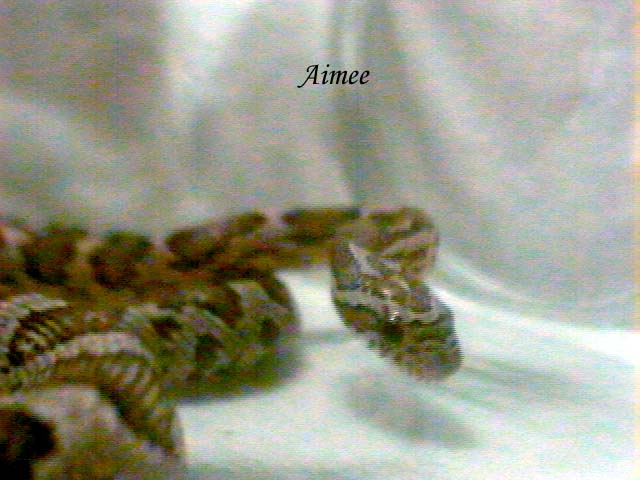 aimee anery female