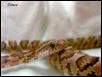 cornsnake, anery female