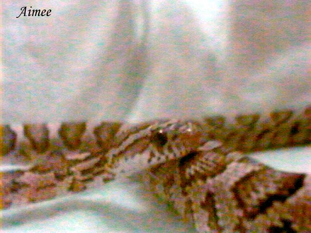 cornsnake, anery female