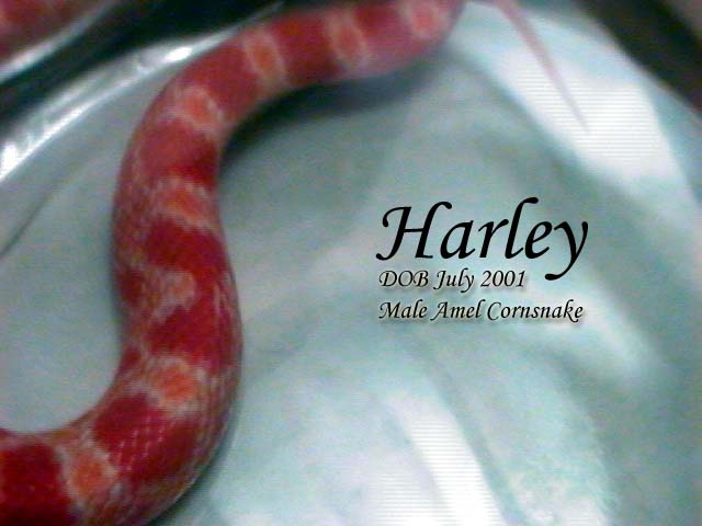 Harley 2
