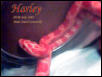 harley 3