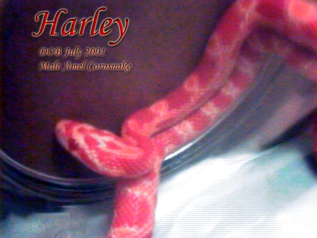 harley 3