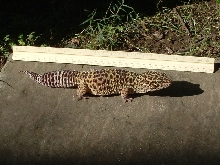 big girl 1