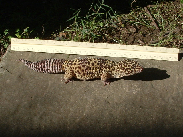 big girl 1
