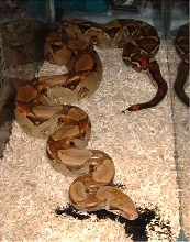 new snake