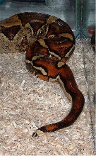 tail