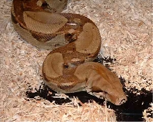 new snake