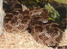 BB (emoryi het albino)