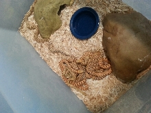 2014 hypo stillwater bull snakes
